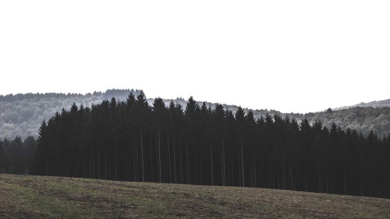 红桃影视.tv官方新版发布
